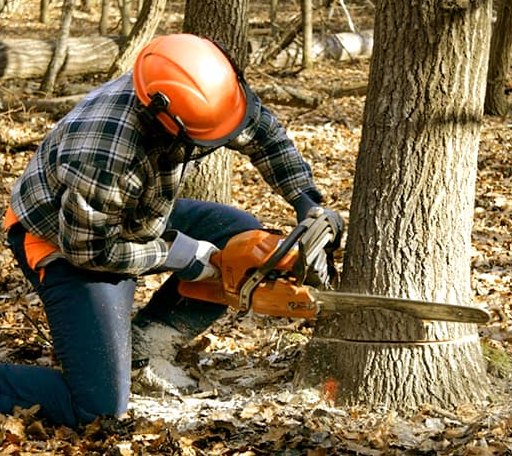 Tree Removal in Bellevue, ID